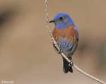 Western Bluebird - Sialia mexicana