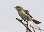Gray Vireo 1 - Vireo vicinior