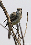 Gray Vireo 2 - Vireo vicinior