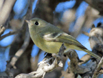Hutton's Vireo - Vireo huttoni