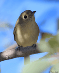 Hutton's Vireo - Vireo huttoni