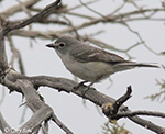 Plumbeous Vireo 1 - Vireo plumbeus