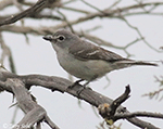 Plumbeous Vireo 2 - Vireo plumbeus