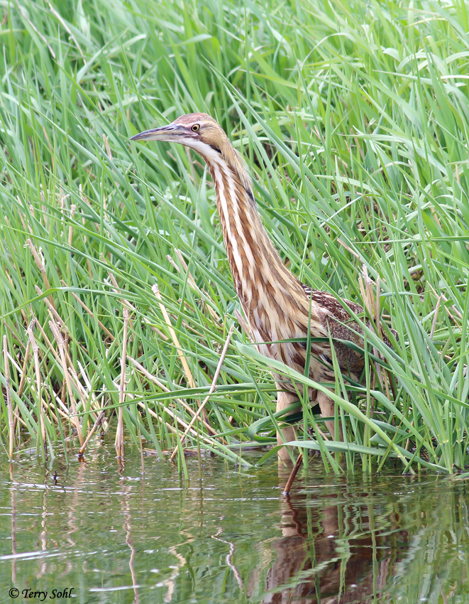 American Bittern - Botaurus lentiginosus