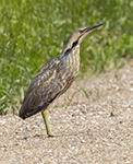 American Bittern 15 - Botaurus lentiginosus