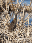 American Bittern 17 - Botaurus lentiginosus