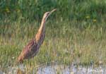 American Bittern 2 - Botaurus lentiginosus