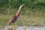 American Bittern 4 - Botaurus lentiginosus