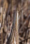 American Bittern 6 - Botaurus lentiginosus