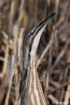 American Bittern 7 - Botaurus lentiginosus
