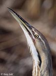 American Bittern 8 - Botaurus lentiginosus