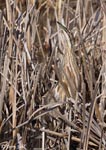 American Bittern 9 - Botaurus lentiginosus