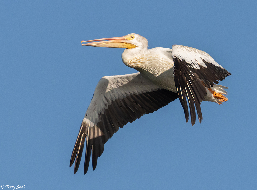 American White Pelican Flying Against Blue Sky Stock Image - Image of  pelecanidae, jocotopec: 112400593