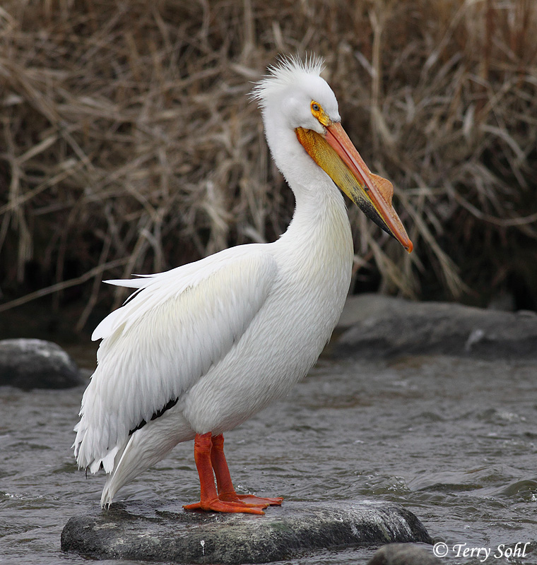 American White Pelican Photos Photographs Pictures