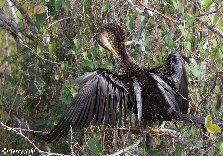 Anhinga - Anhinga anhinga