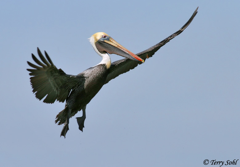 Brown Pelican - Pelecanus occidentalis