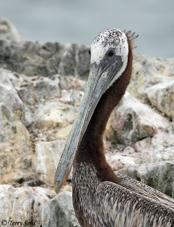 Brown Pelican - Pelecanus occidentalis
