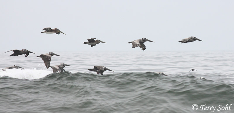 Brown Pelican - Pelecanus occidentalis