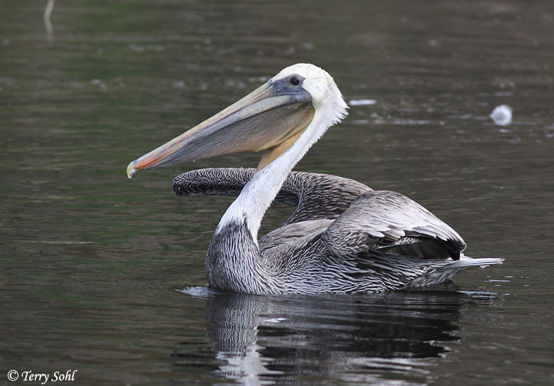 Brown Pelican - Pelecanus occidentalis