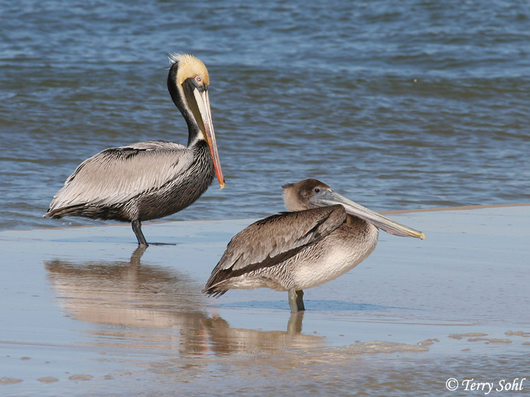 Brown Pelican - Pelecanus occidentalis
