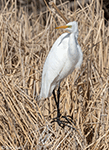 Great Egret 22 - Ardea alba