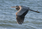 Great Blue Heron 10 - Ardea herodias