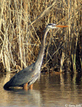 Great Blue Heron 1 - Ardea herodias