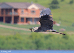 Great Blue Heron 23 - Ardea herodias