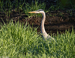 Great Blue Heron 24 - Ardea herodias