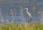 Great Blue Heron 26 - Ardea herodias