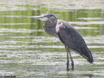 Great Blue Heron - Ardea herodias