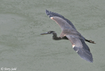 Great Blue Heron 7 - Ardea herodias