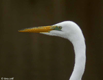 Great Egret 2 - Ardea alba