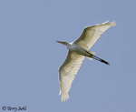 Great Egret 8 - Ardea alba