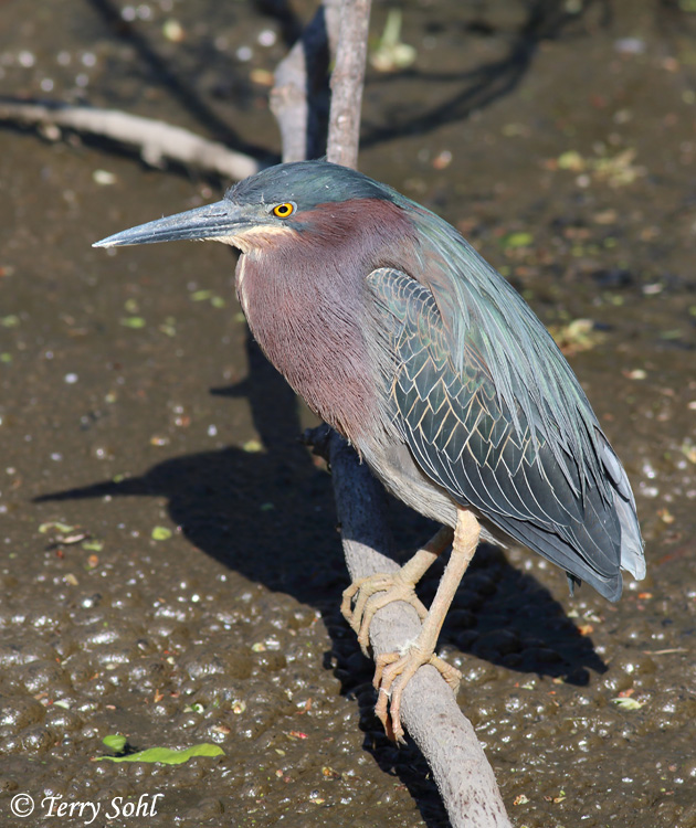Green Heron Butorides virescens