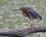 Green Heron 9 - Butorides virescens
