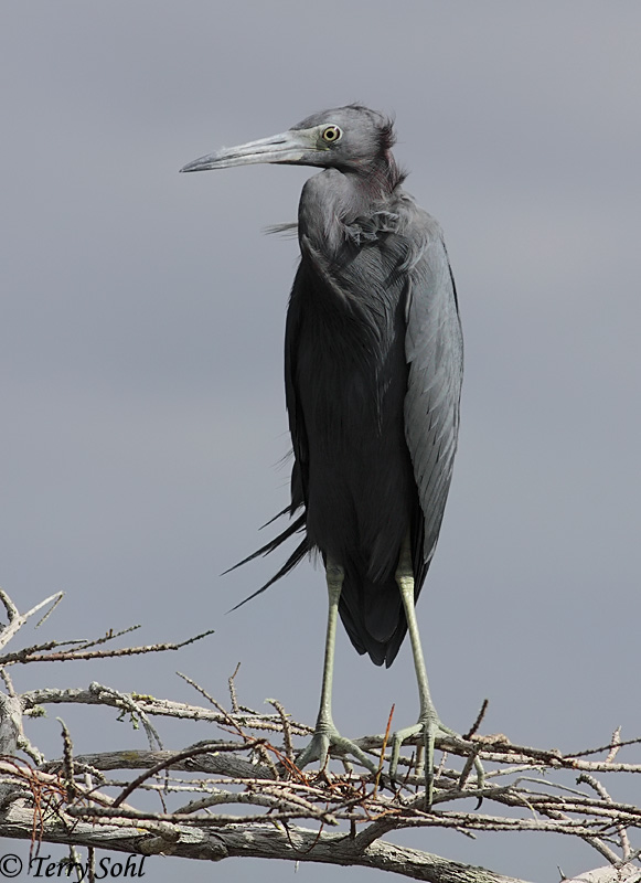 Little Blue Heron - Egretta caerulea