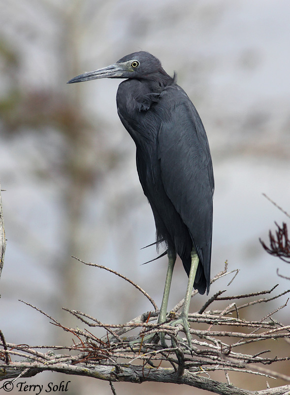 Little Blue Heron - Egretta caerulea