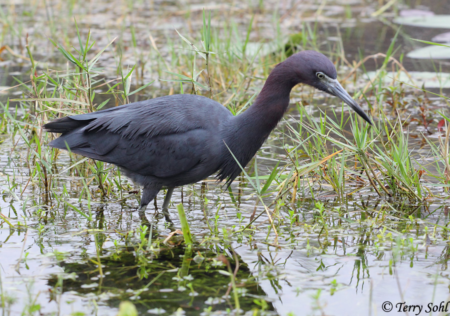 Little Blue Heron - Egretta caerulea