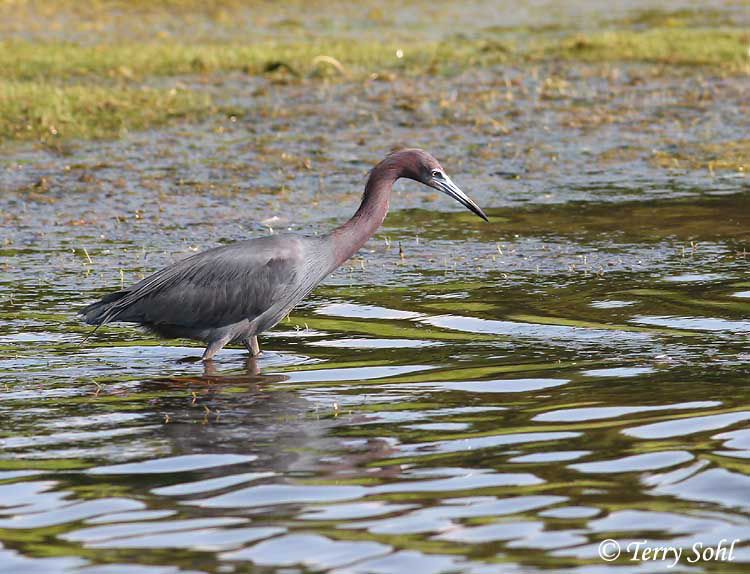 Little Blue Heron - Egretta caerulea