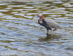 Little Blue Heron - Egretta caerulea