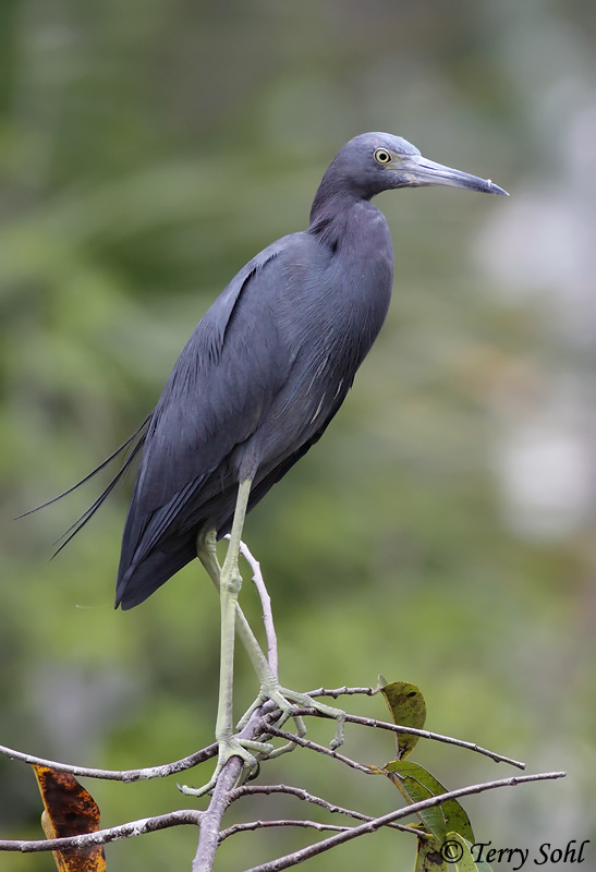 Little Blue Heron - Egretta caerulea