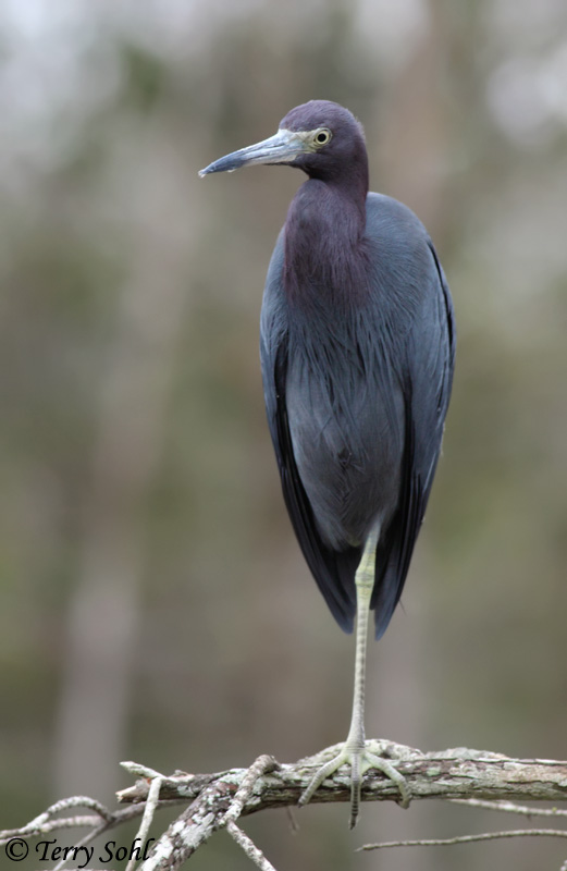Little Blue Heron - Egretta caerulea