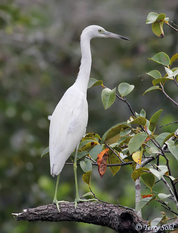 Juvenile Little Blue Heron - Egretta caerulea