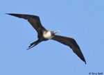 Magnificent Frigatebird - Fregata magnificens
