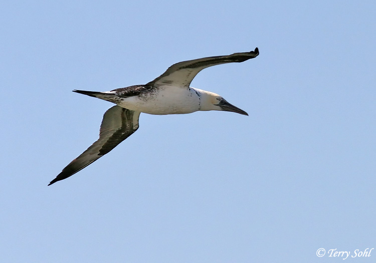 Northern Gannet - Morus bassanus