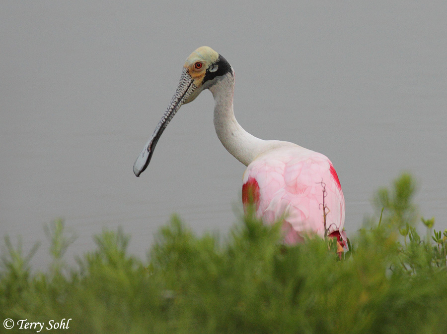 Roseate Spoonbill - Platalea ajaja