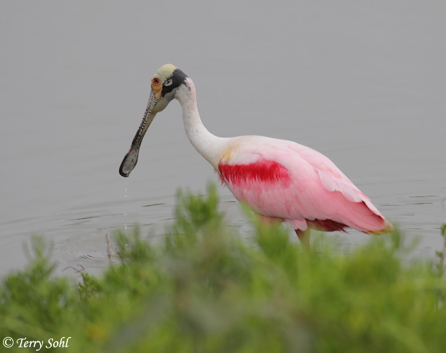 Roseate Spoonbill - Platalea ajaja