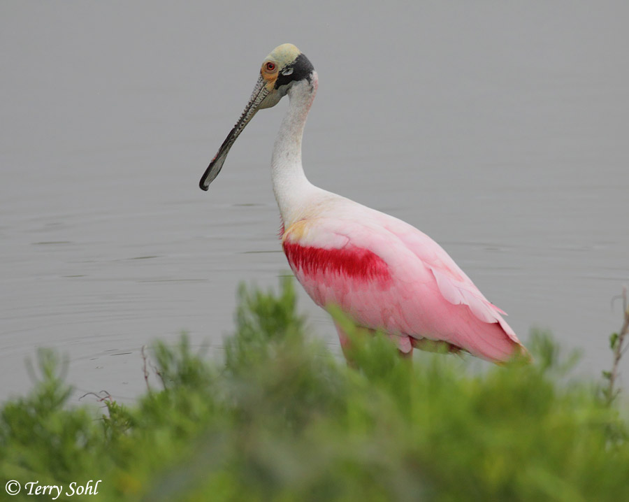 Roseate Spoonbill - Platalea ajaja