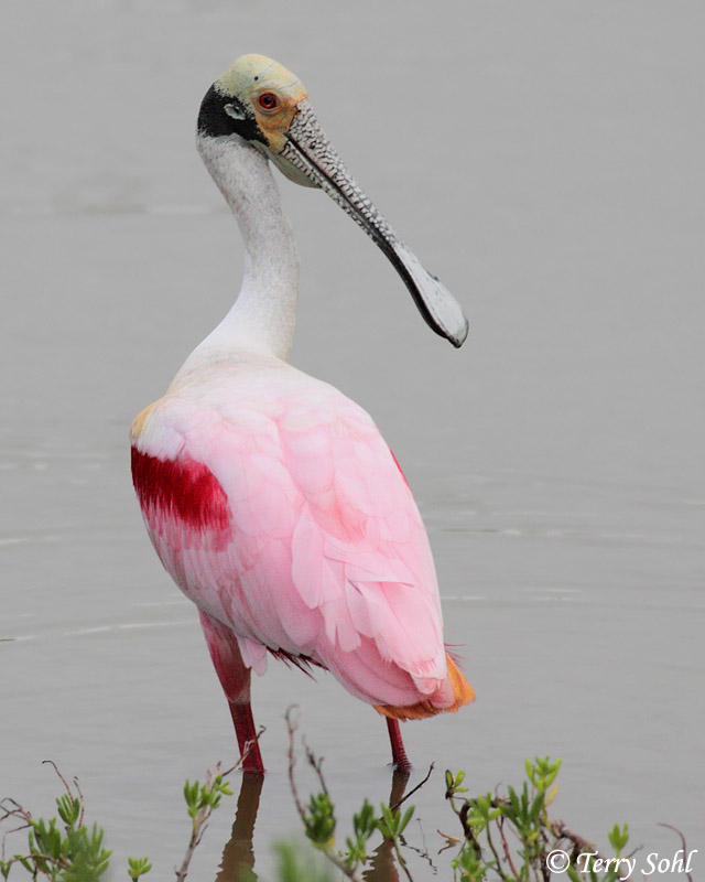 Roseate Spoonbill - Platalea ajaja